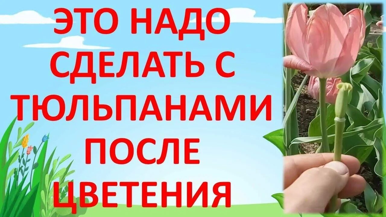 Как срезать тюльпаны. Тюльпаны отцвели. тюльпаны после отцветания. тюльпаны после цветения. обрезать тюльпаны.