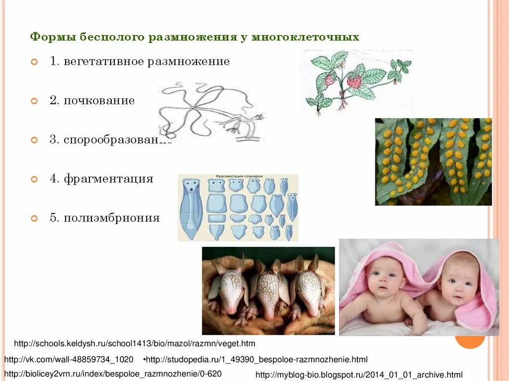 Бесполое размножение вегетативное размножение у животных. Полиэмбриония особенности размножения. Формы бесполого размножения у многоклеточных. Размножение многоклеточных организмов.