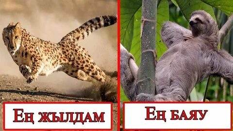 Украиналық мұғалімнің онлайн порно кастингі