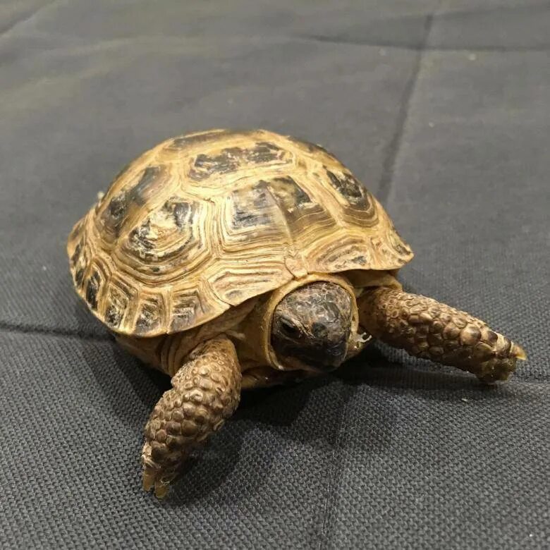 шпороносная черепаха в москве. продаются черепах. зоомагазин черепахи сухопутные. продаются черепах. черепаха из зоомагазина.