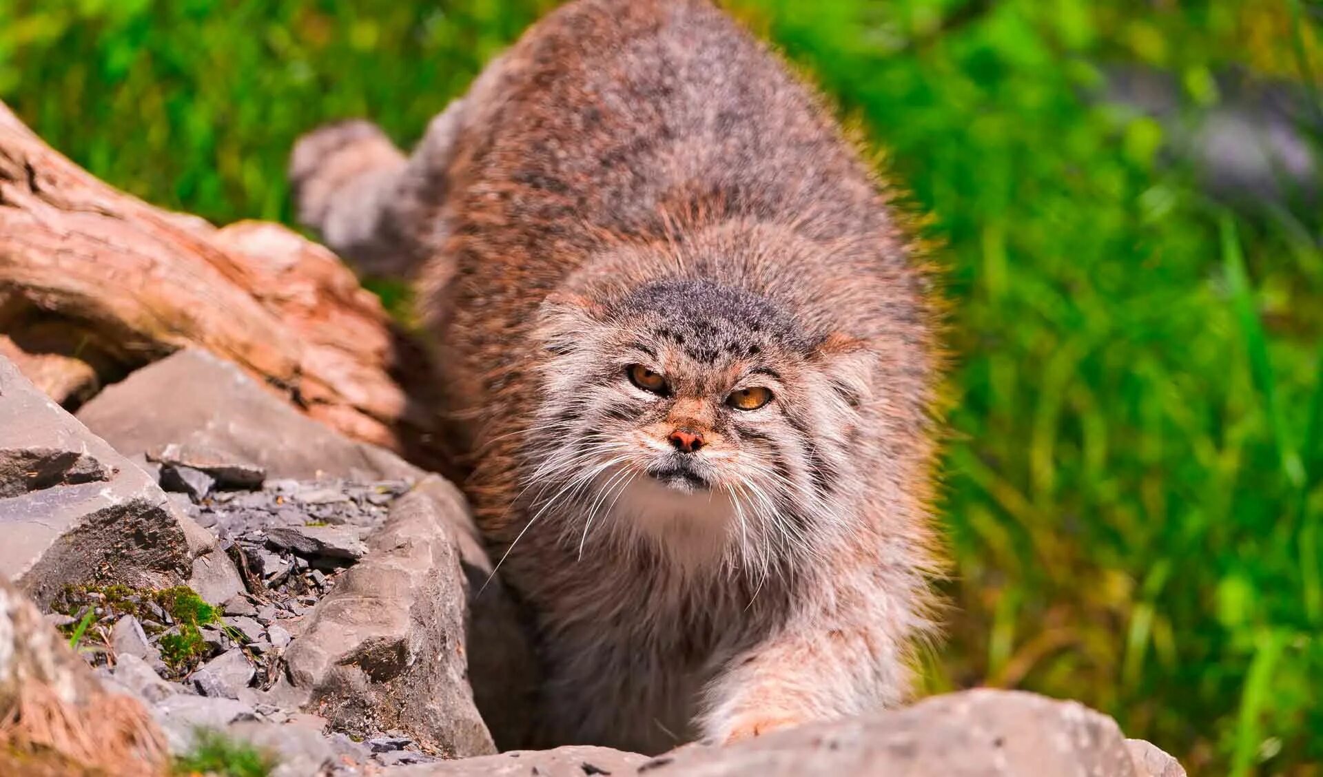 Манул (палласов кот). Сибирский дикий кот Манул. Забайкальский кот Манул. Манул и каракал.