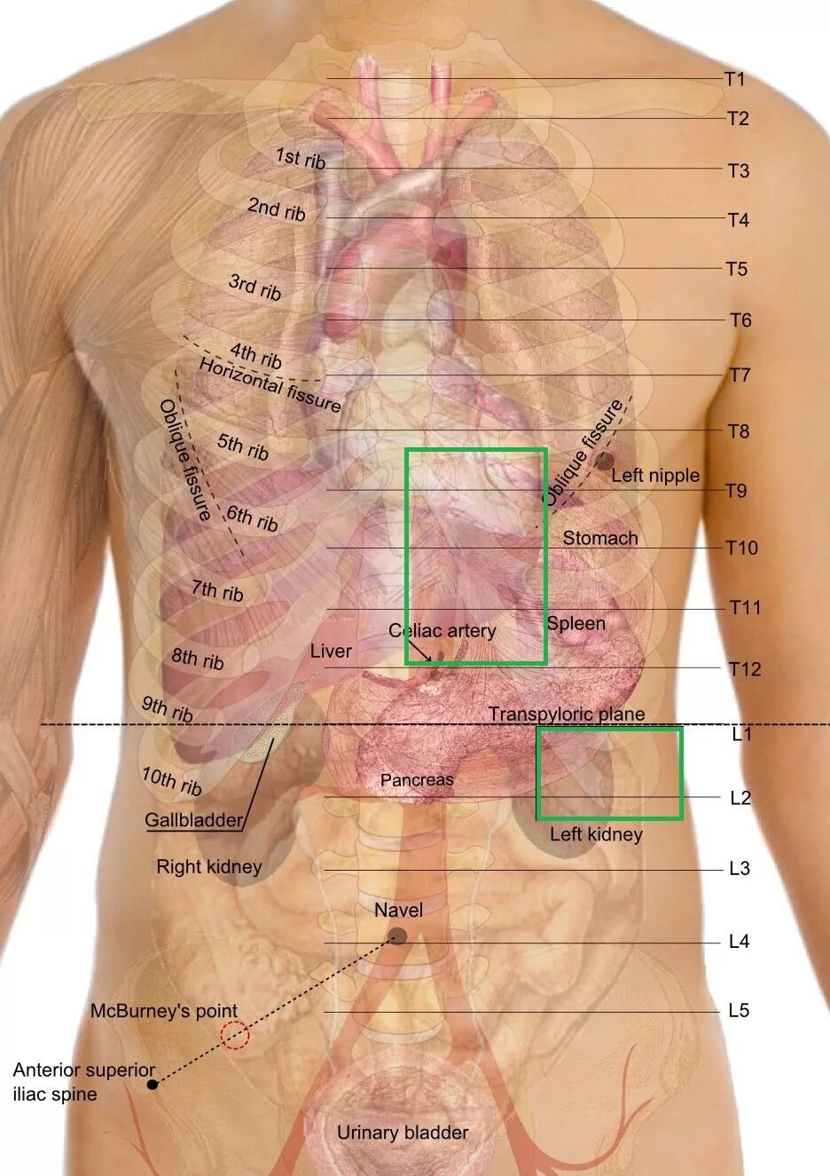 Боль спереди ниже ребер. Левая часть под ребром. Что слева под ребрами. Левый бок болит органы. Органы расположенные в правом боку.