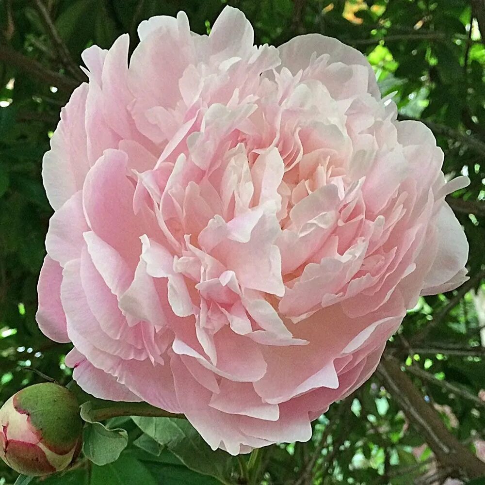Пион миртл. Myrtle Gentry пион. Пион Миртл Джентри Paeonia Myrtle Gentry. Пион молочноцветковый Myrtle Gentry. Пион Миртл Тишлер.