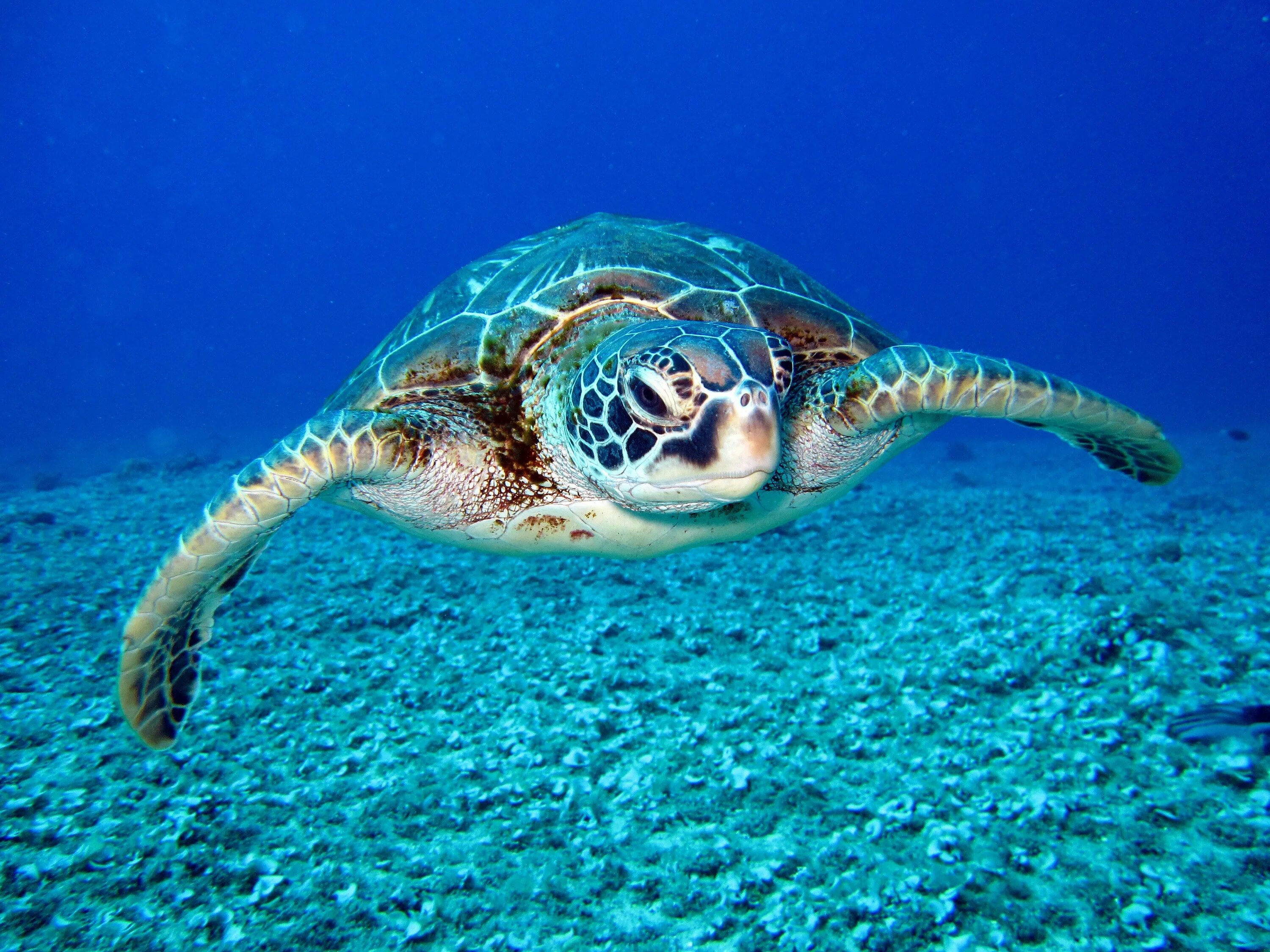 Make the turtle. Морская черепаха. hawksbill sea turtle. океанская черепаха. подводный мир черепаха.