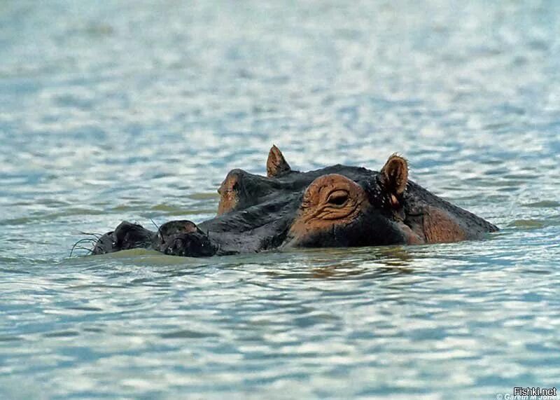 Бегемот в воде. Гиппопотам в воде. бегемотик в воде. бегемотик выглядывает из воды.