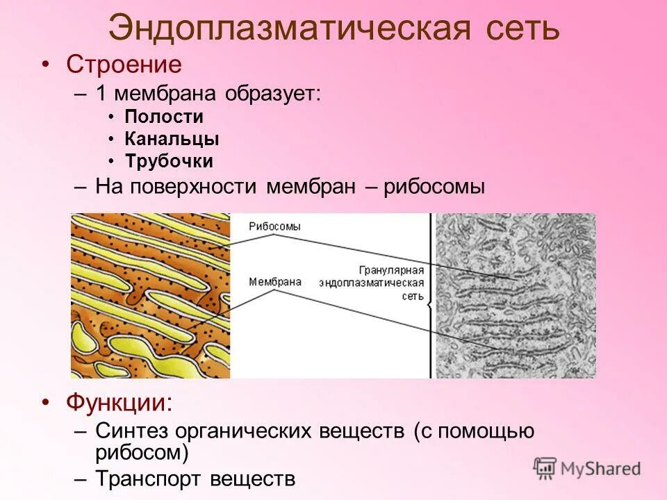 Мембрана эндоплазматической сети функции