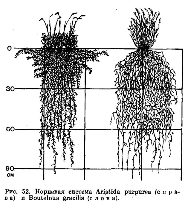 Сложная корневая система. Корневая система дейции. Корни ксерофитов. Пшеница корневая система глубина. Аристида Тип корневой системы.