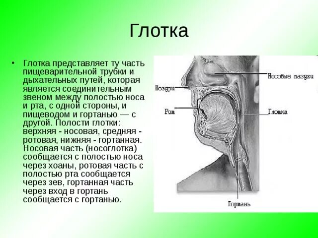 Глотка и пищевод особенности строения и функции. Глотка и пищевод функции. Пищевод и дыхательные пути. Схема пищевода человека строение и функции анатомия. Глотка гортань пищевод строение.