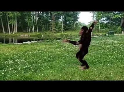 Танцующие обезьяны музыка