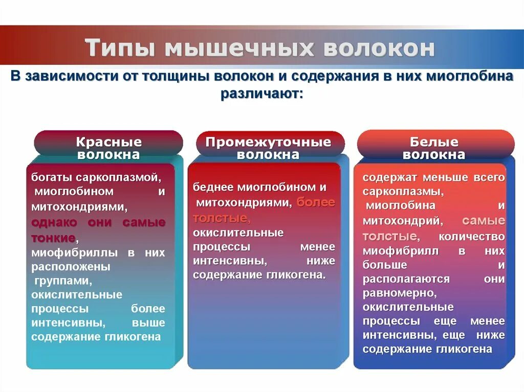 Типы скелетных мышечных волокон быстрые и медленные. Характеристики мышечных волокон 1 типа. Типы мышечных волокон таблица. Типы мышечных волокон в мышцах.