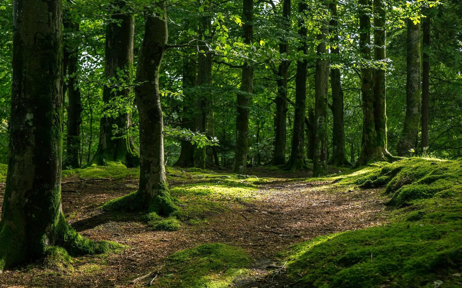 Картинка леса. Буковый лес. Беловежская пуща башня. Красивый лес. Лес фон.