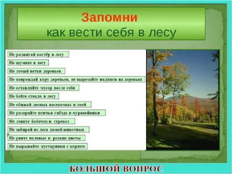 Что значит лес шелестит. Какую профессию выполняет растения в экосистеме леса ответ. Выберите правильный ответ быть в лесу. Вопросы по окружающему миру с ответами. Выберите правильный ответ быть в лесу.