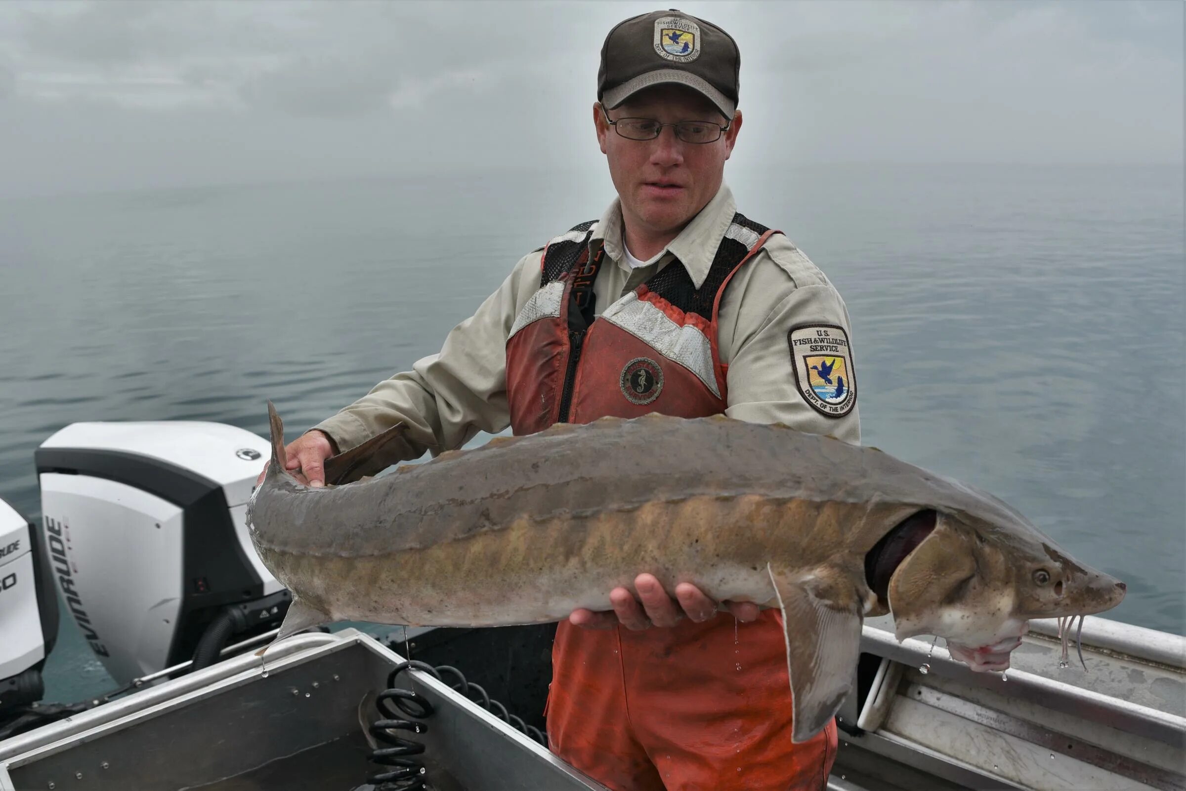 Озеро Мичиган рыбалка. Рыбы Мичигана. Рыбы озера Мичиган. United States Fish and Wildlife service. Рыбы в озере мичиган