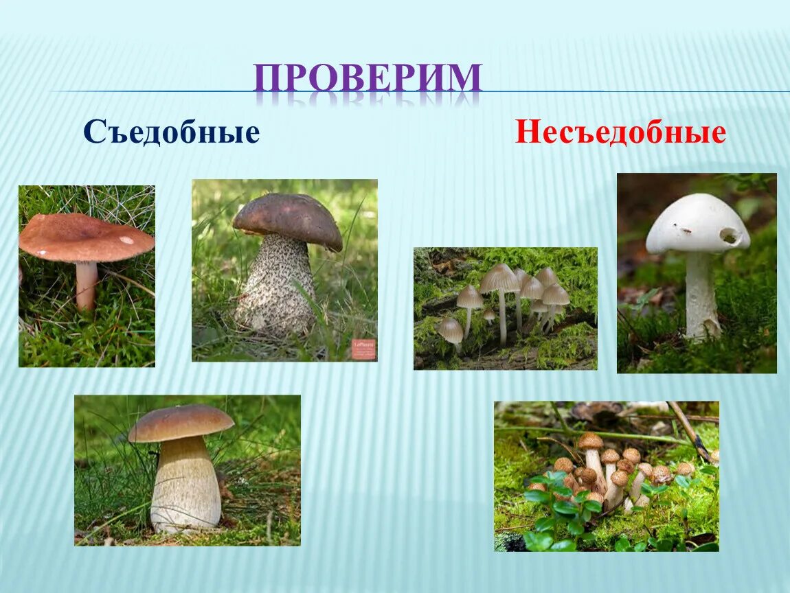 Как узнать съедобный или нет