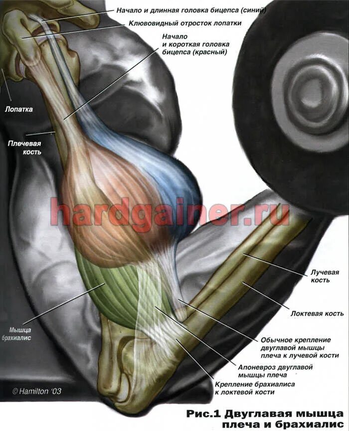 К чему крепится бицепс. Брахиалис. Бицепс брахиалис. Брахиалис анатомия. Брахиалис мышца анатомия.