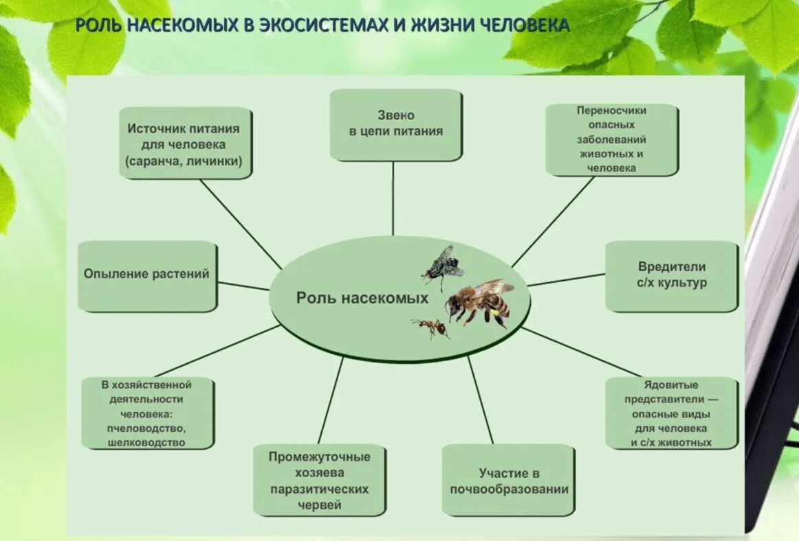 Роль насекомых в экосистемах. Роль насекомых в экосистемах и жизни человека. Экологическая ролт насекомых. Значение класса насекомых. Роль в природных экосистемах