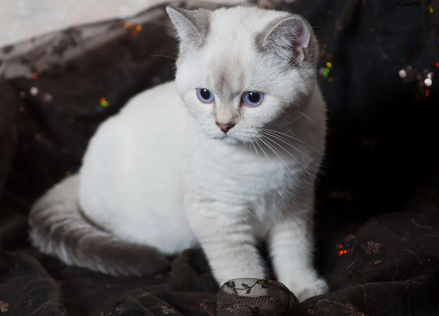 Порода кошек серо белого окраса. Шотландская прямоухая кошка белая. Британская короткошёрстная кошка белая. Белая Британская шиншилла Коби. Британский прямоухий кот белый.