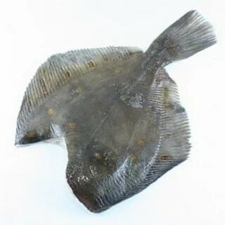 Картинки рыбы камбала