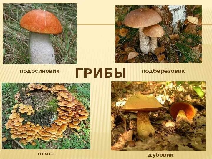 Как выглядит подберезовик и подосиновик. Подберезовик подосиновик дубовик. белый гриб подосиновик подберезовик отличия. боровики,подберёзовик,подосиновик. как выглядит белый гриб боровик подосиновик подберезовик.