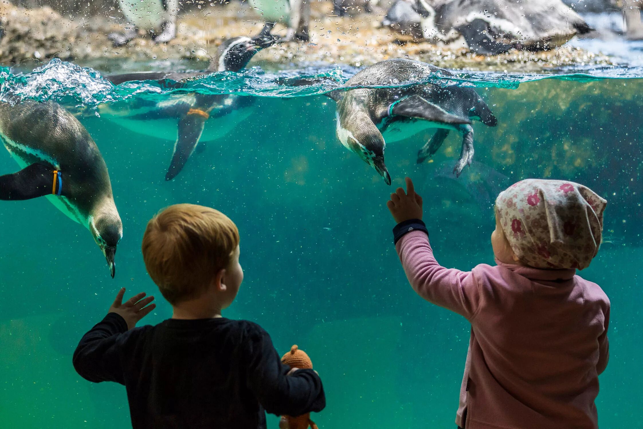 Прогулка в зоопарке. Zürich Zoologischer Garten Цюрих. Дети в зоопарке. Экскурсия в зоопарк. Экскурсия в зоопарк для детей.