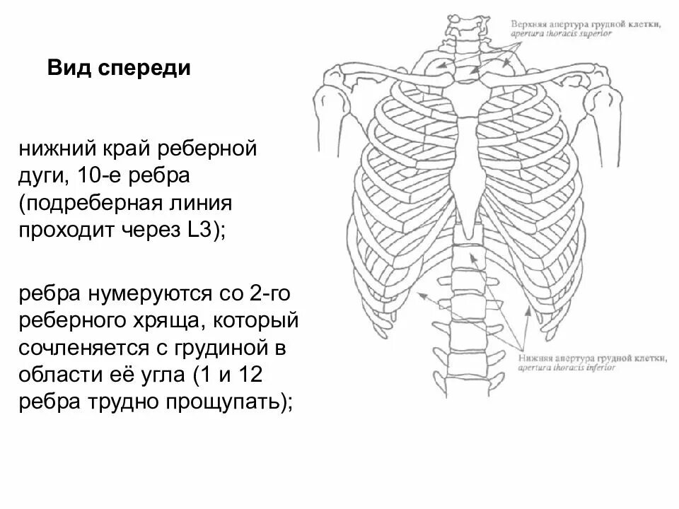Апертура грудной клетки. Грудная клетка грудина вид спереди. грудная клетка в разрезе вид спереди. грудинная линия грудной клетки. верхняя и нижняя апертура грудной клетки.