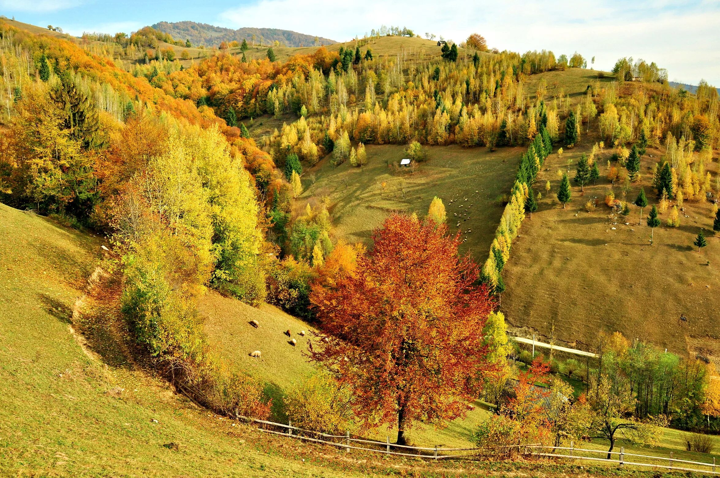 Natural fall. Ачинск осень. Золотая осень. Осенний лес вид с холма. Осень на пригорке.