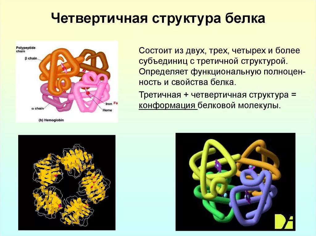 Четвертичная структура белковой молекулы. Четвертичная структура белка характеристика белковых молекул. Четвертичная структура белка химические связи. Строение белковых молекул третичная структура.