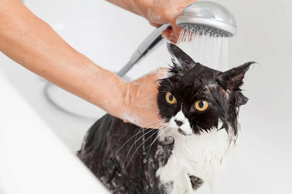 Как мыть кота в ванной. Мытье кошки. кота моют. помытый кот. купание кошки.