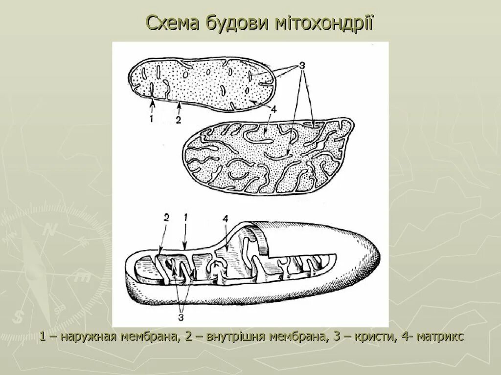 Внутреннее строение митохондрий. Митохондрии наружная и внутренняя мембрана. строение митохондрии егэ биология. схема строения митохондрии. хема троения митохондрии.
