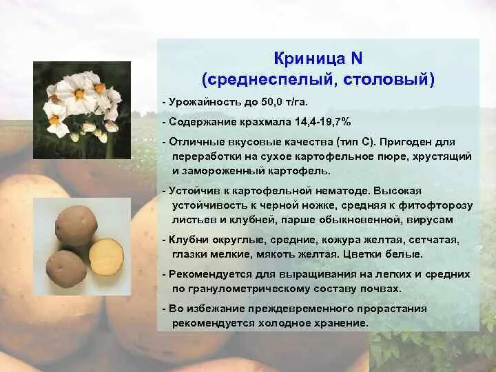 Картофель содержание. Картофель криница характеристика сорта. картофель с низким содержанием крахмала сорта. сорта картофеля с большим содержанием крахмала. картофель без крахмала сорта.