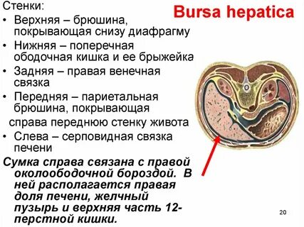 Печеночную и преджелудочную сумки разделяет