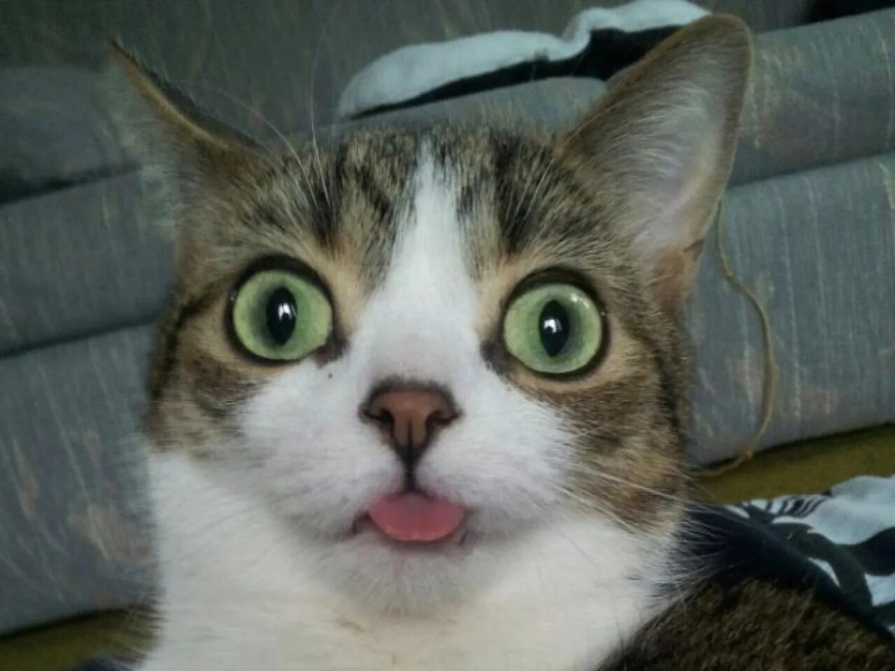 Кот с высунутым языком мем. Кот с высунутым языком мем