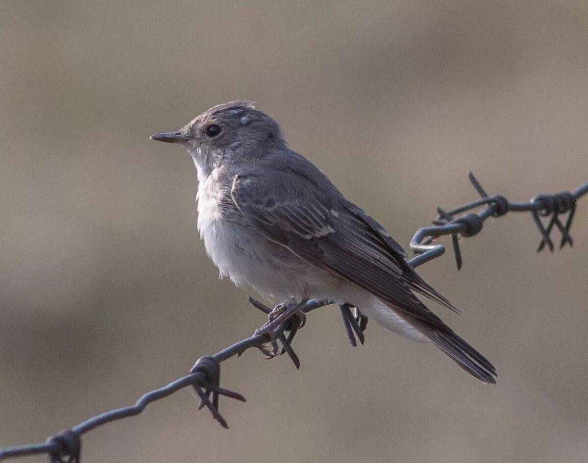 Какая будет серая птичка. Серая мухоловка (Muscicapa striata). Мухоловка серая – Muscicapa striata (Pallas, 1764). Серая мухоловка juvenile. Пепельная мухоловка.