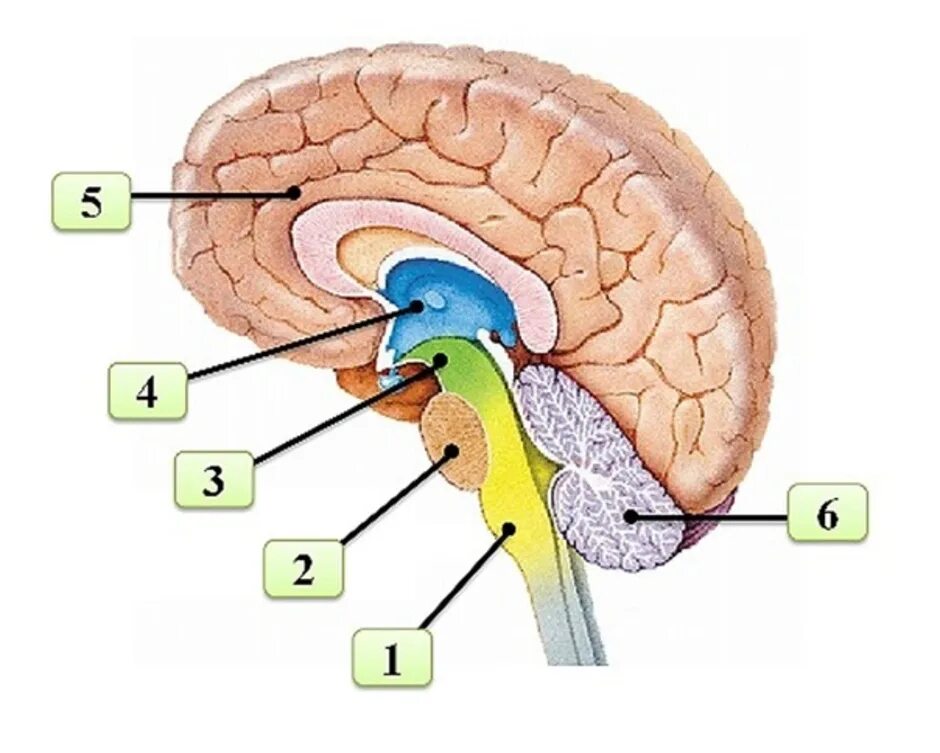 Строение головного мозга подписать. Биология отделы головного мозга. Отделы головного мозга 8 класс биология. Отделы головного мозга схема ЕГЭ. Мозг без подписей