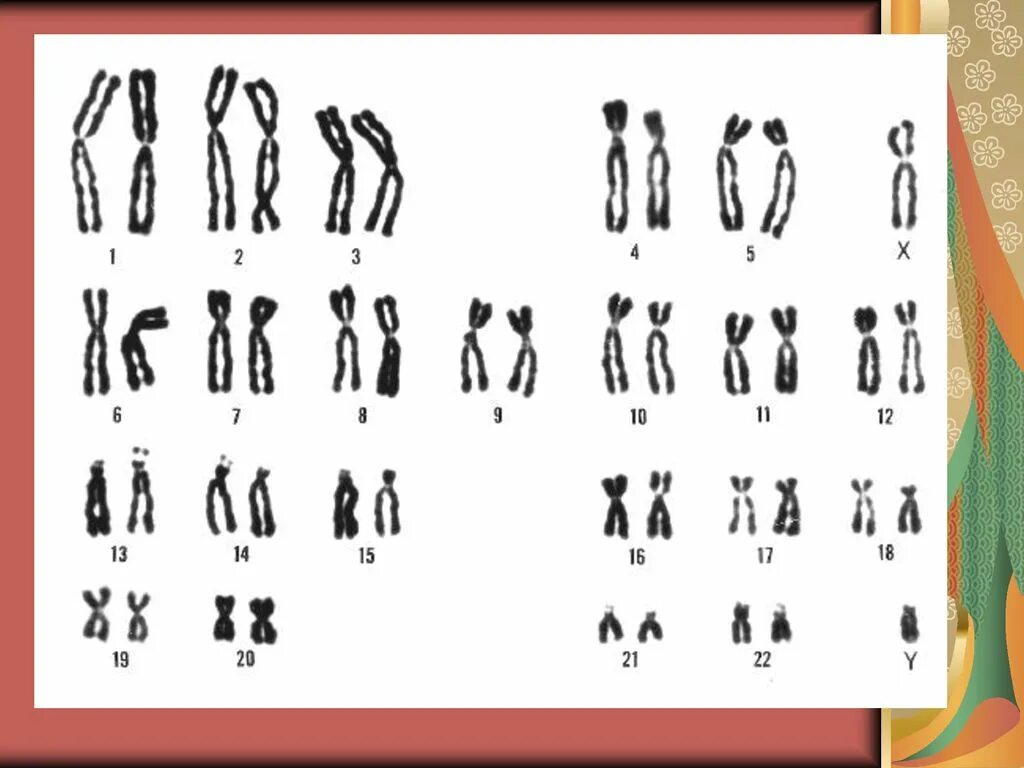 Хромосомы краба. 47 Хромосом у человека. 24 Хромосомы.