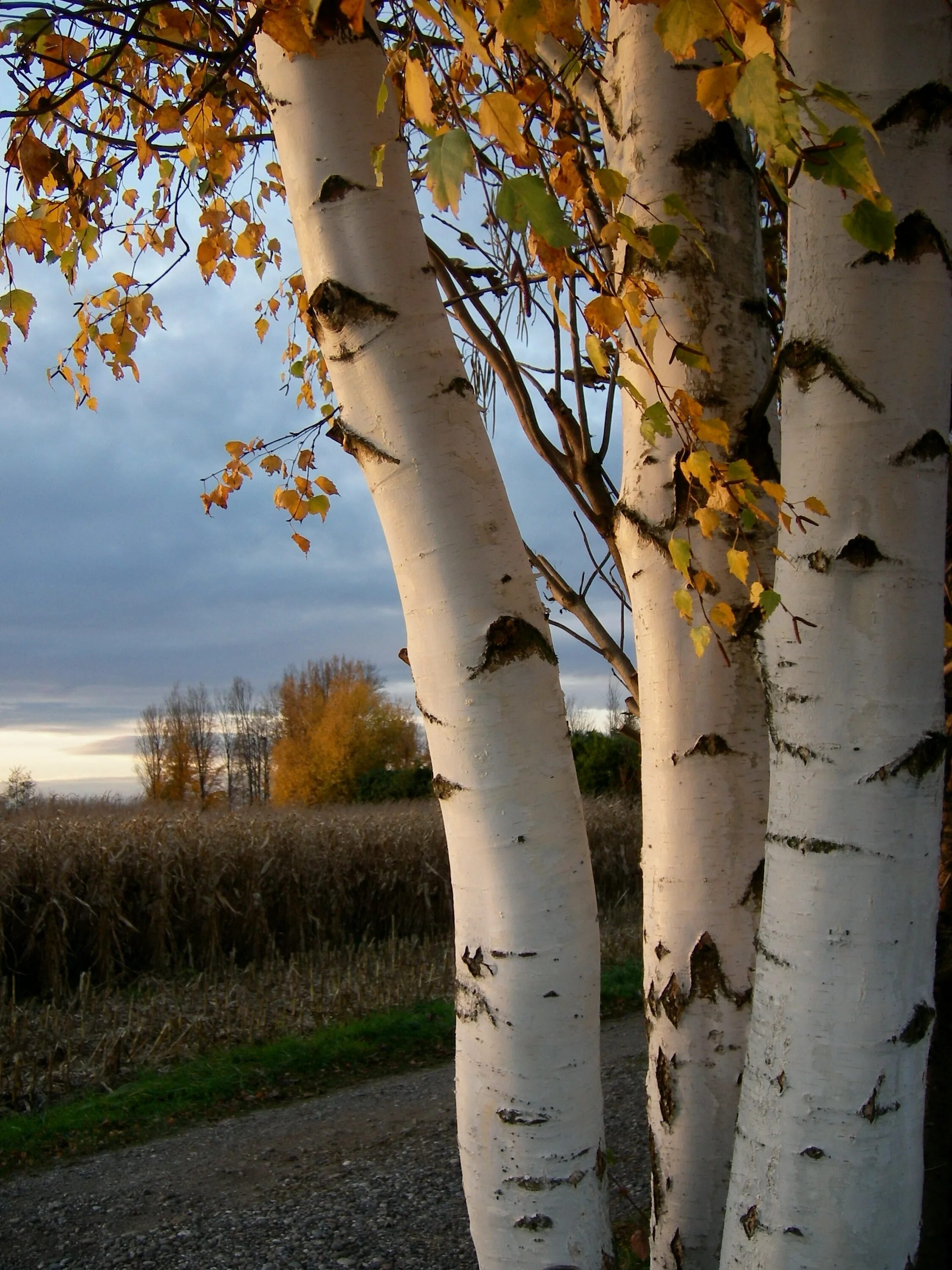 Эх березы. Береза (Betula). Берёза Birch. Береза бородавчатая ствол. Береза бородавчатая осенью.