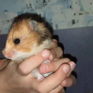Когда можно продать хомяк коин