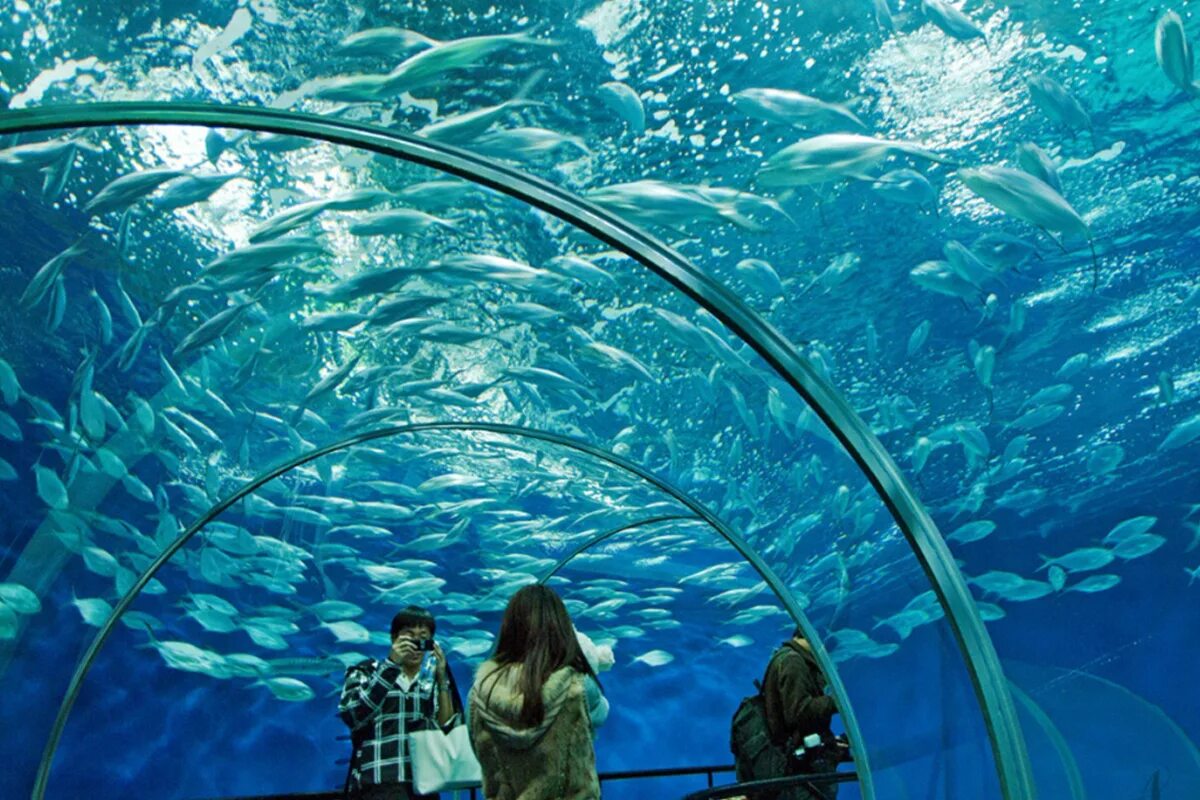 Океанариум шанхай. Шанхай океанариум. Шанхайский океанариум - Шанхай, Китай. Шанхайский океанический аквариум Китай. Квебекский аквариум..