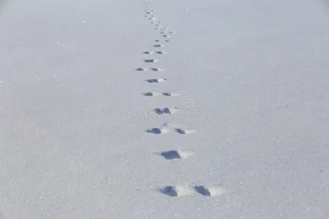 След зайца на снегу 5 букв