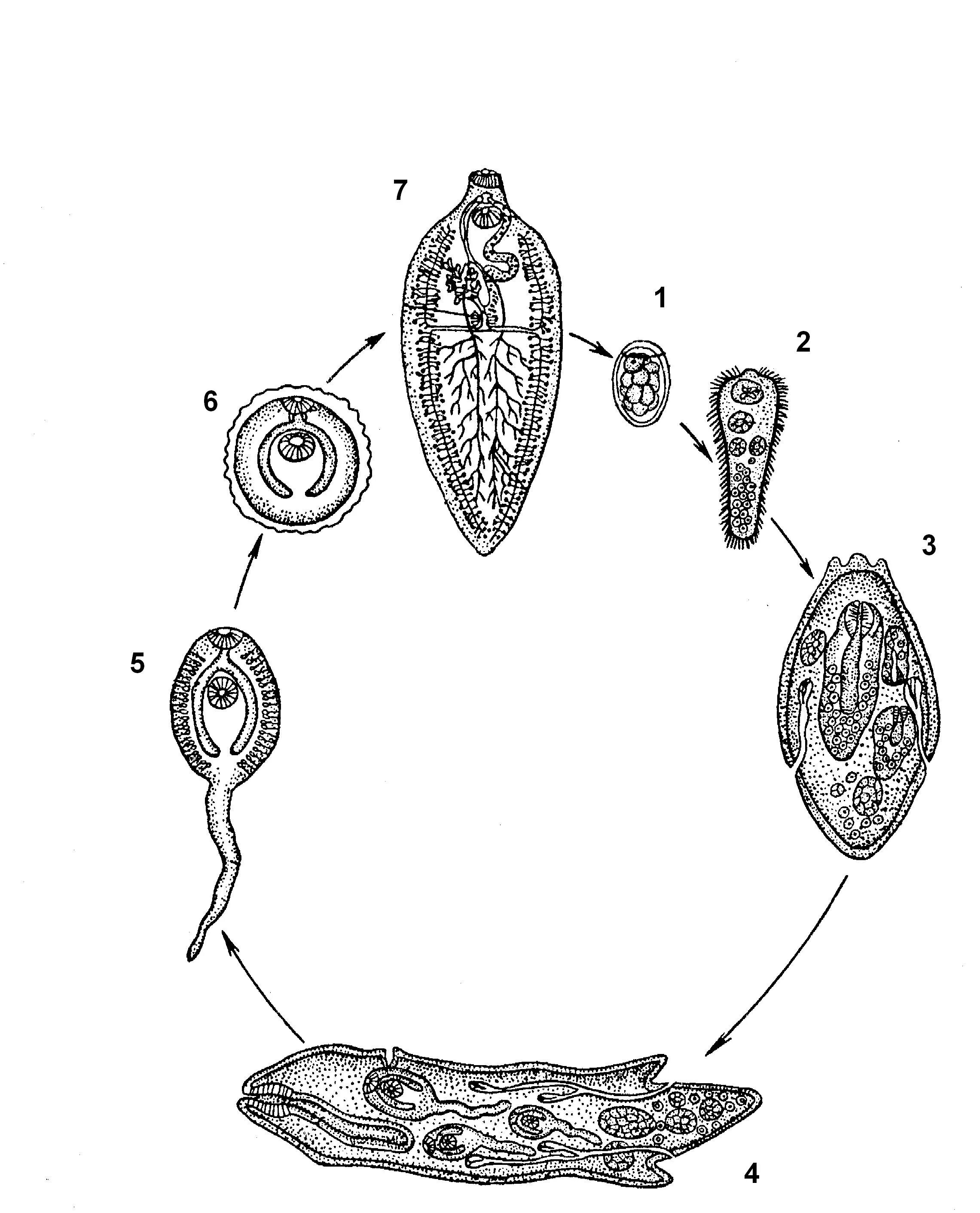 Цикл развития печеночного сосальщика схема. Цикл печеночного сосальщика биология. Схема цикла развития и строение личинок сосальщиков. Цикл жизни печеночного сосальщика. Личиночных стадий сосальщиков