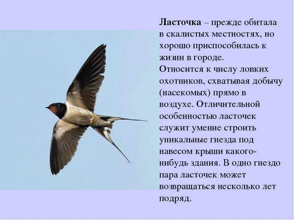 Ласточка Перелетная птица описание. Ласточка городская Перелетная птица. Перелетные птицы Ласточка рассказ. Описание ласточки.