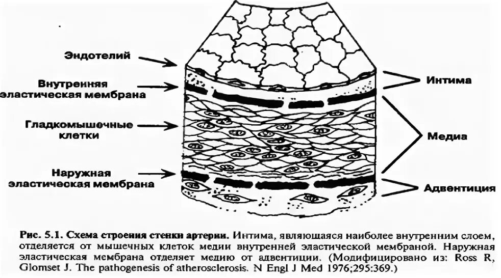 Эластичная оболочка