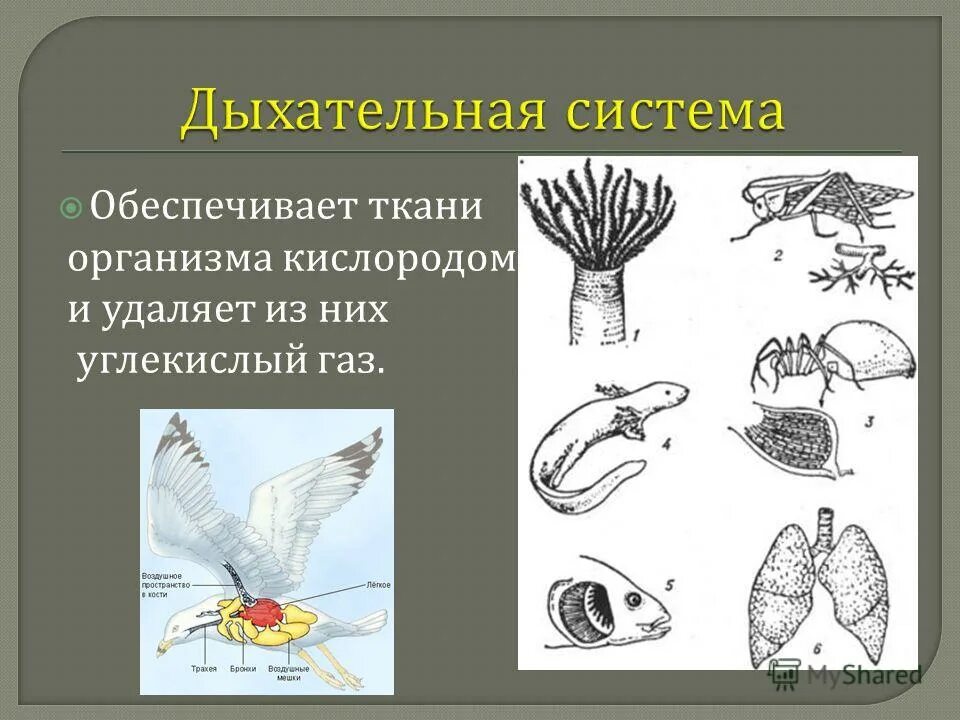 Ткани органы системы органов животных