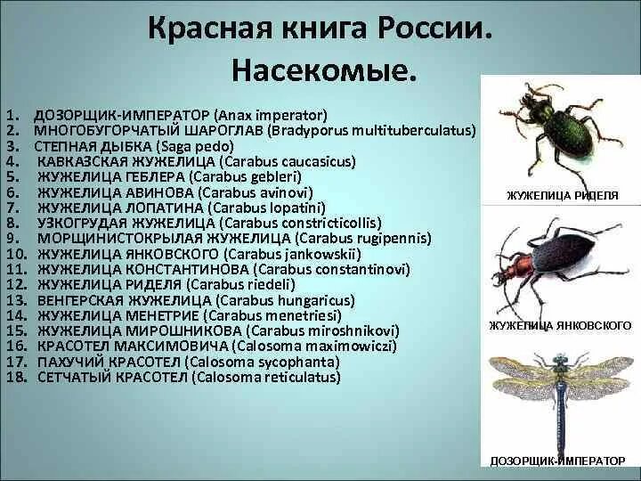 Жужелица кавказская в какой природной зоне обитает. Жужелица Геблера. Красотел Максимовича. Насекомые красной книги. Насекомые красной книги России.