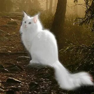 Увидеть белого кота
