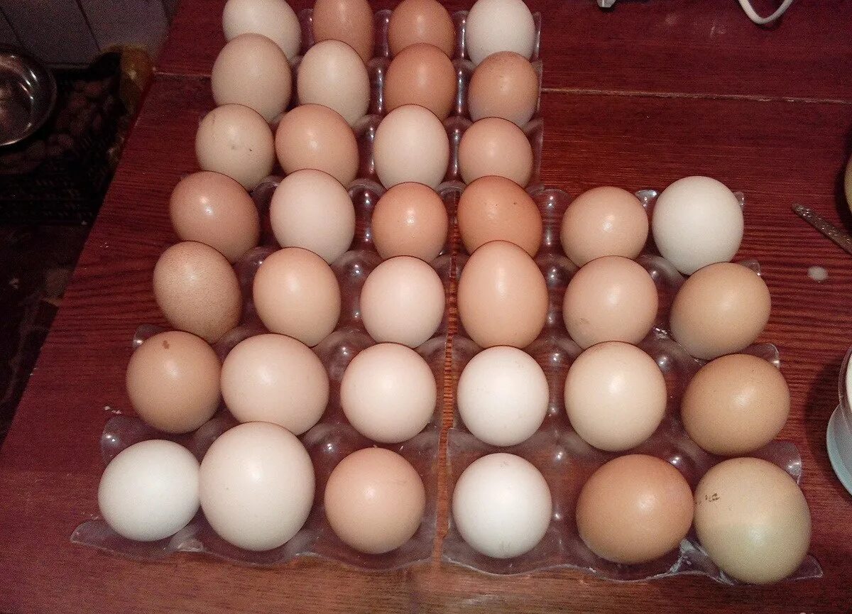 Яйцо домашнее. Продаются домашние яйца. Яйцо домашнее десяток. Яйцо Уфа.