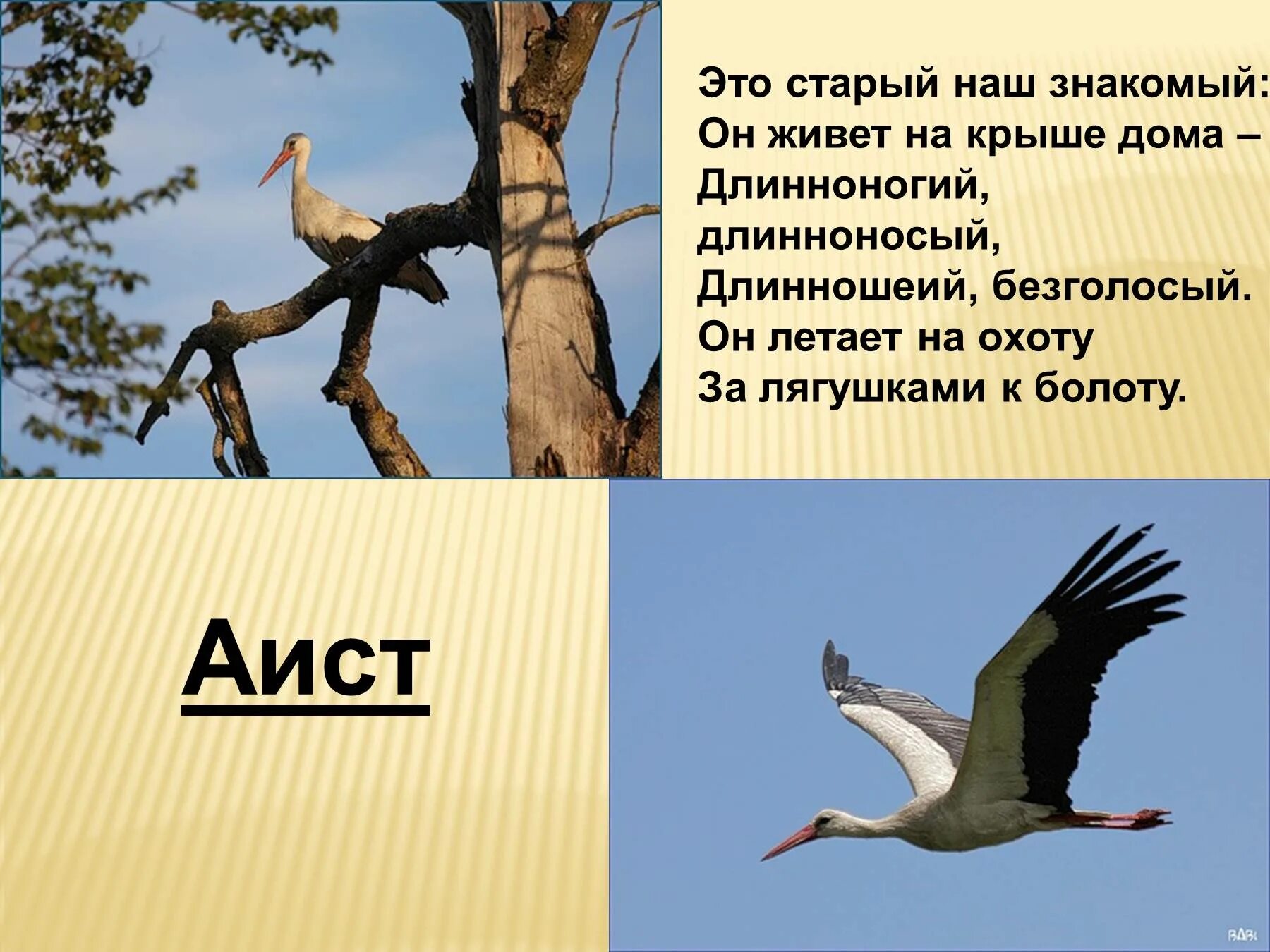 Перелетные птицы презентация. Перелетные птицы презентация для детей. Презентация птицы Аист. Перелетные для презентации