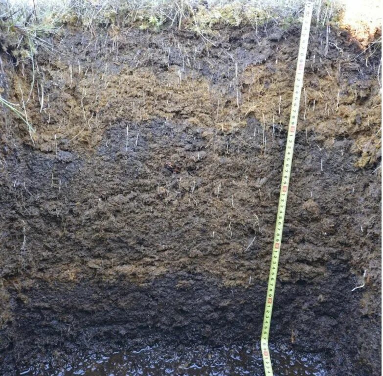 Торф среднеразложившийся. Дерново-торфянистые почвы. Болотные торфяные глеевые. Болотно торфяные почвы. Болотно торфяные почвы.