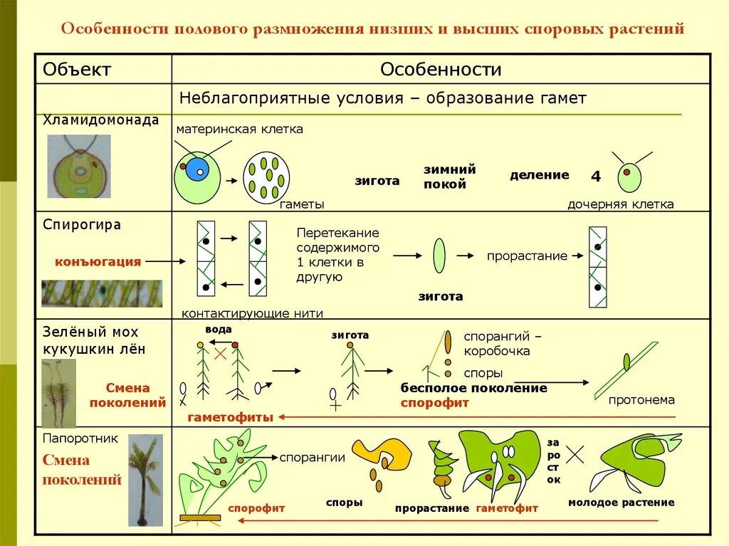 Какая стадия растения обеспечивает его бесполое размножение. Биология 6 класс способы размножения растений- половое и бесполое. Схема полового размножения растений. Половое размножение растений таблица. Схема размножения споровых растений.