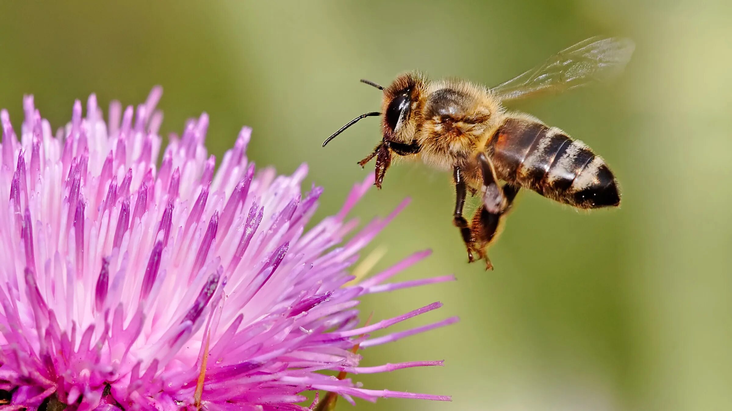 Пчела АПИС Меллифера. Медоносная пчела. Пчела фото. Медоносные цветы.